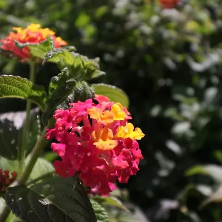 Beautiful Portuguese Casa Buganvillas 3 Bedrooms Close To Praca Вилла