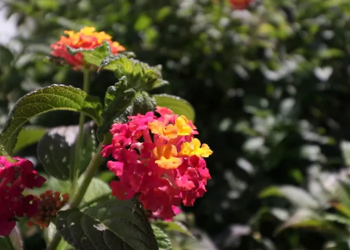 Beautiful Portuguese Casa Buganvillas 3 Bedrooms Close To Praca וילה